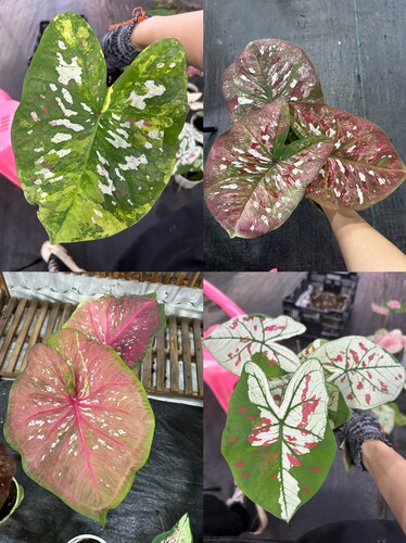 进口泰彩系列绿植盆栽阳台办公室花卉新手易养