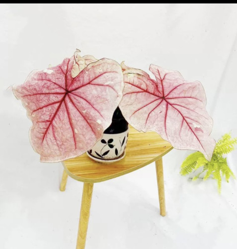 初恋彩叶芋粉色叶片可长大