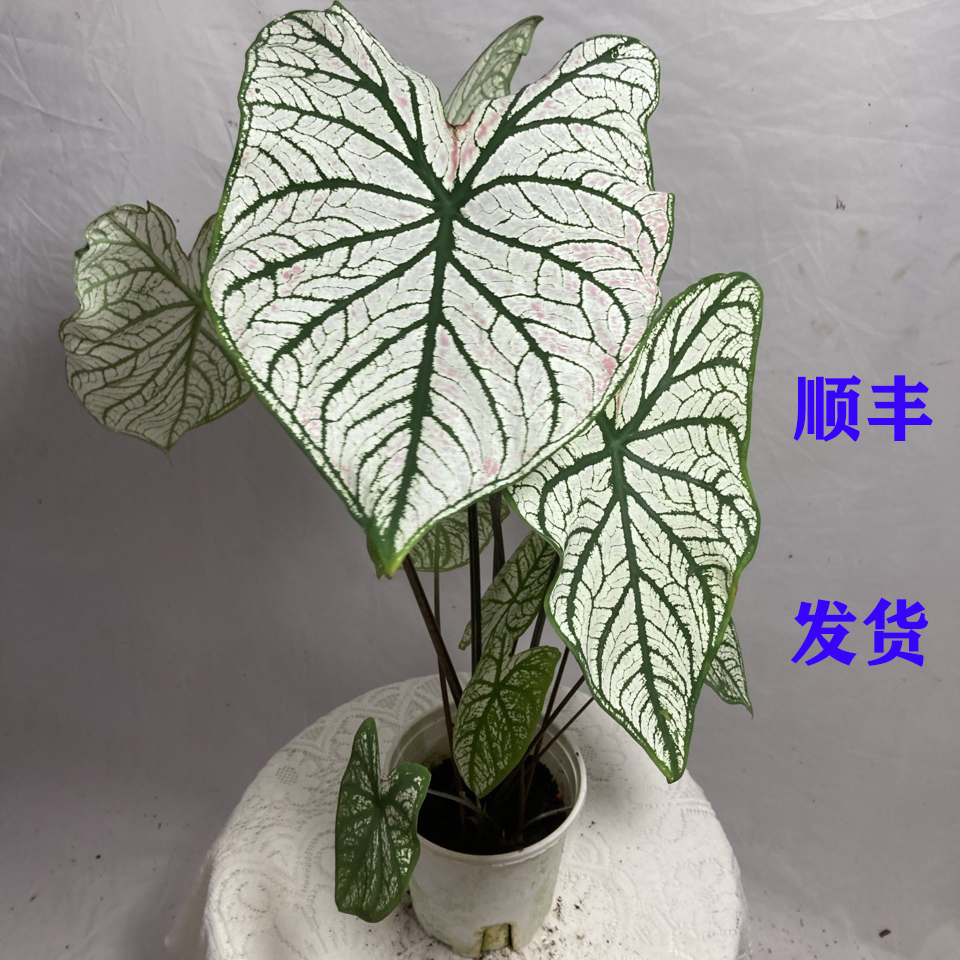 白色恋人0.5加仑盆彩叶芋栽新手好养室内阳台净化空气
