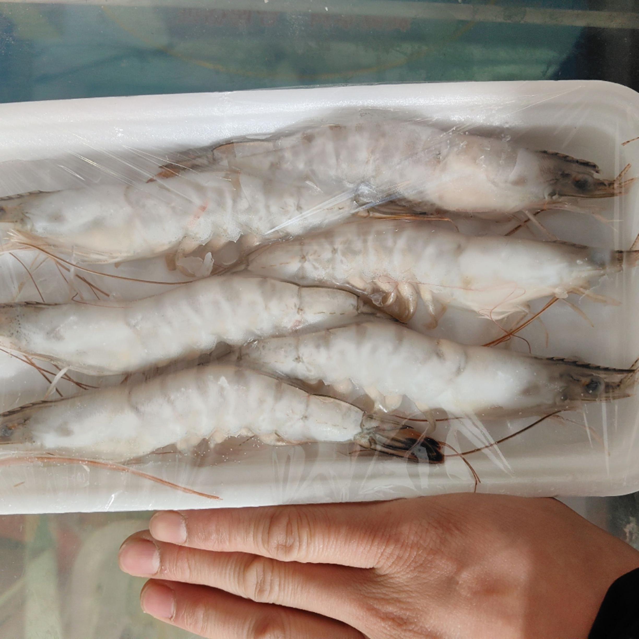 东方虾海水大对虾连云港本地特产冻虾