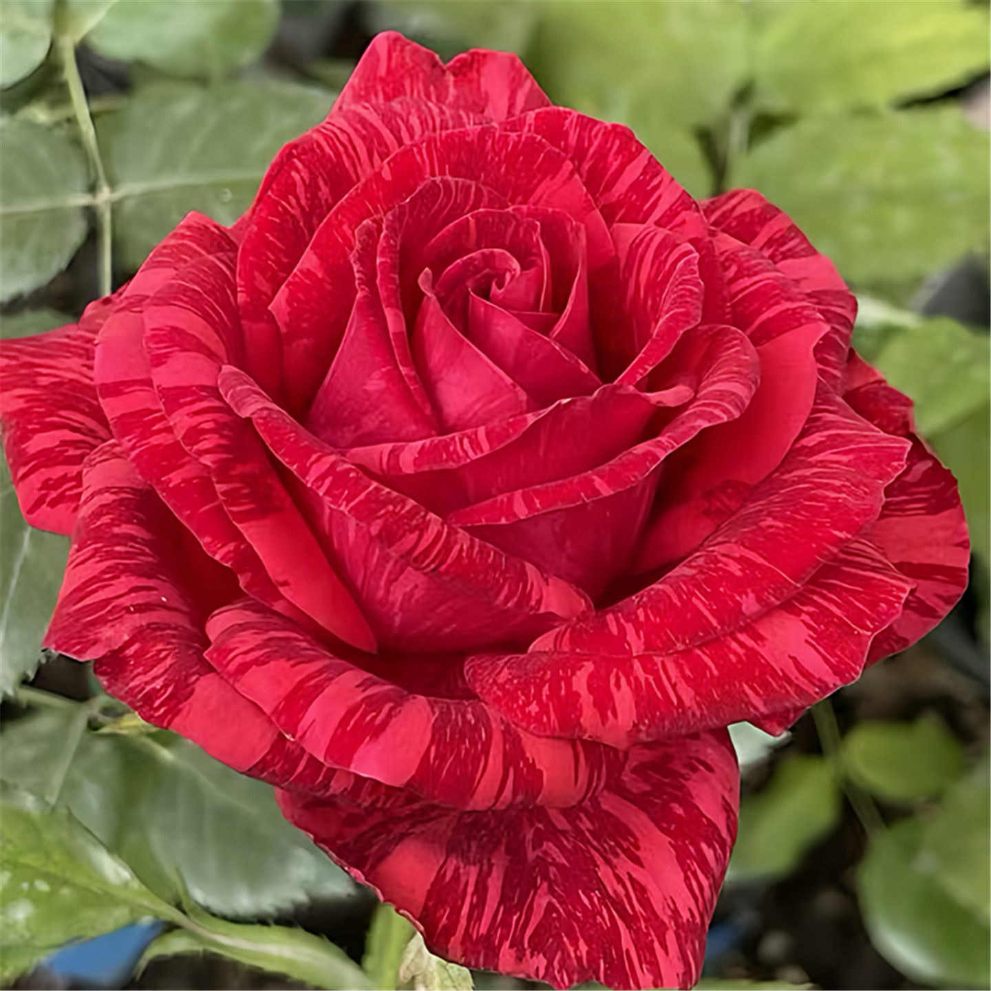 红色直觉月季花苗红色条纹花朵庭院阳台花卉植物易活玫瑰盆栽大花