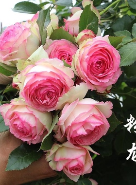 粉色龙沙宝石月季花苗藤本爬藤蔷薇花苗庭院植物粉龙盆栽月季花苗