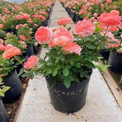 诺娃阳台微型欧月季浓香四季开