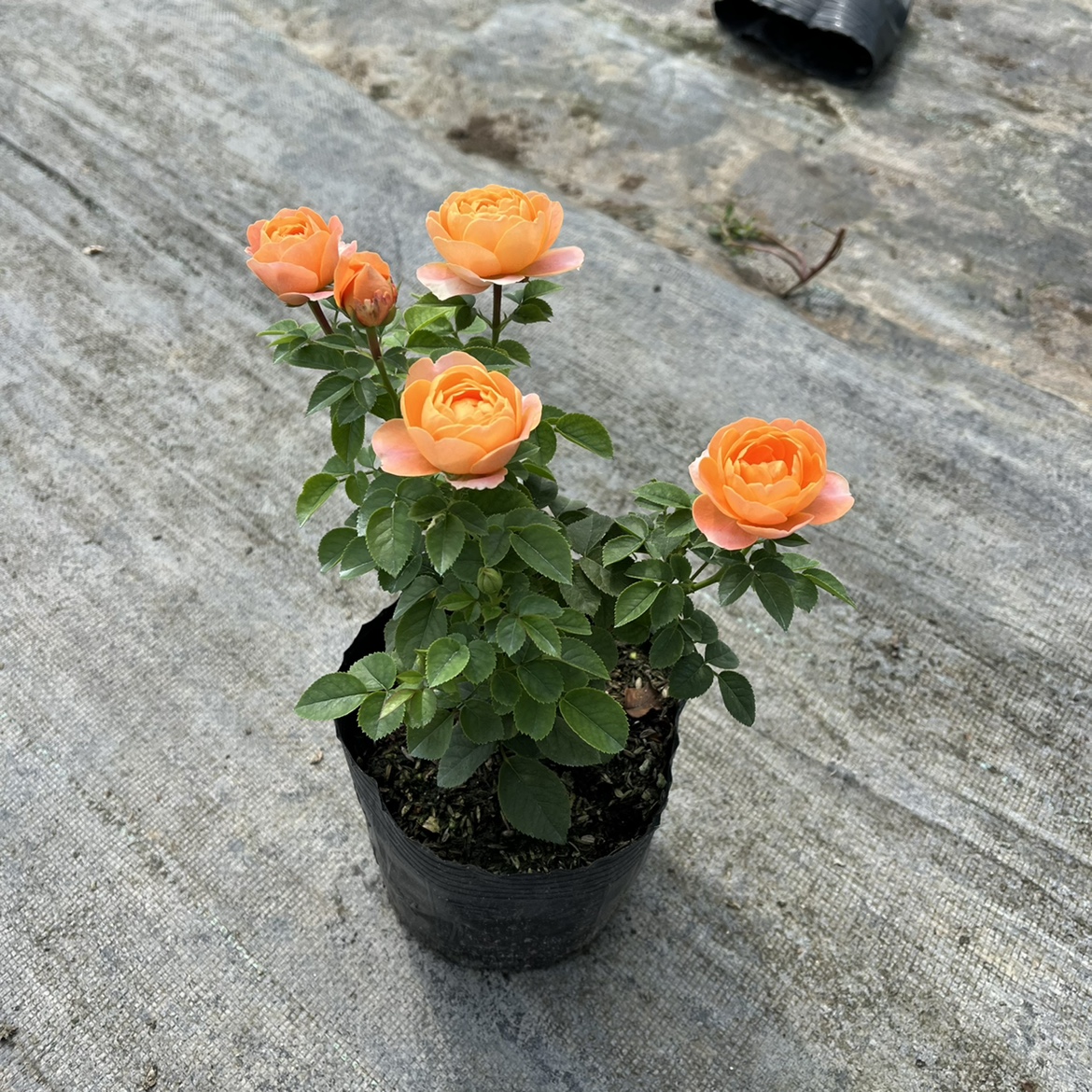 果汁阳台月季大苗带花苞欧月灌木大花多季开阳台盆栽庭院玫瑰花卉