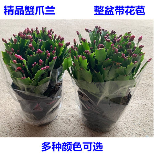 蟹爪兰大苗带根包邮当年开花