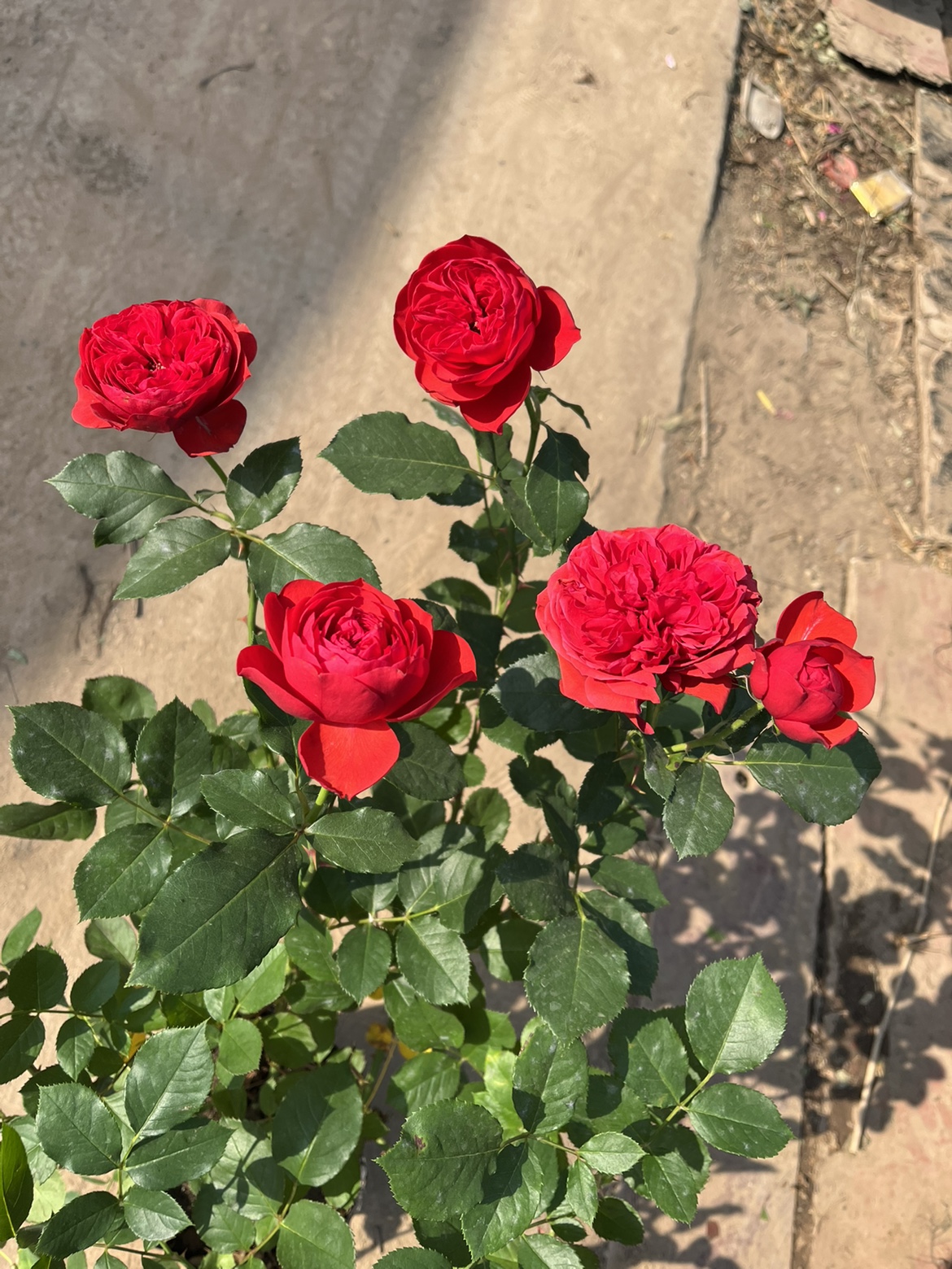 月季花苗四季红苹果灌木庭院阳台盆栽多季开花红色大花浓香花卉-封面