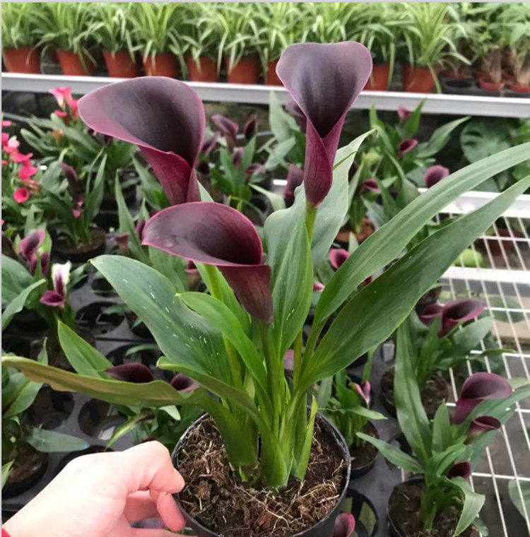 马蹄莲盆栽花卉 阳台室内客厅桌面植物 彩色马蹄莲植物盆栽带花发