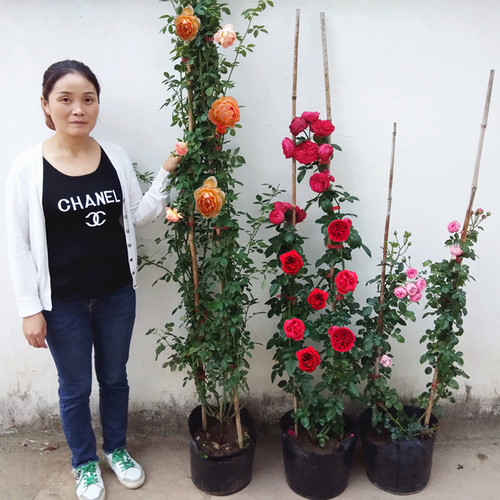 多季开花藤本爬墙月季大苗