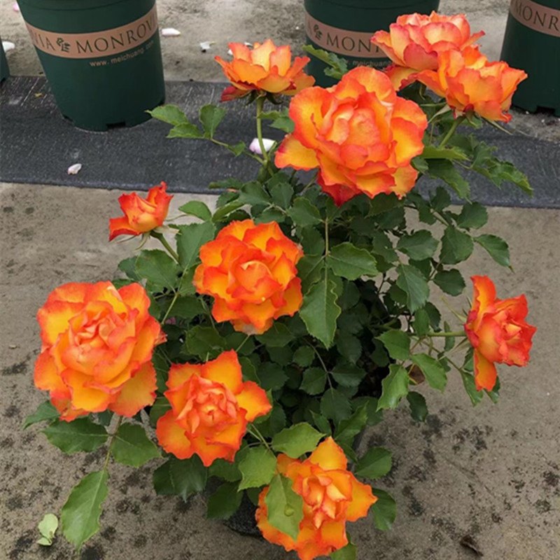 火焰花卉盆栽月季花苗大花庭院阳台易活四季开花香原盆原土发货