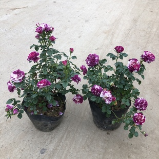 芬芳宝石浓香灌木月季花苗盆栽花卉绿植开花易活好养玫瑰花苗阳台