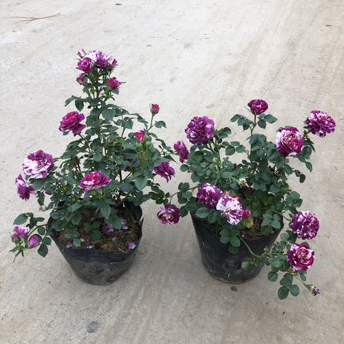 多分枝灌木带花苞包成活包对版