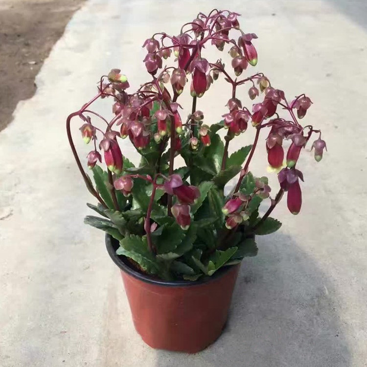 宫灯长寿花带花苞重瓣盆栽 春天植物花卉办公桌面绿植栽好包邮