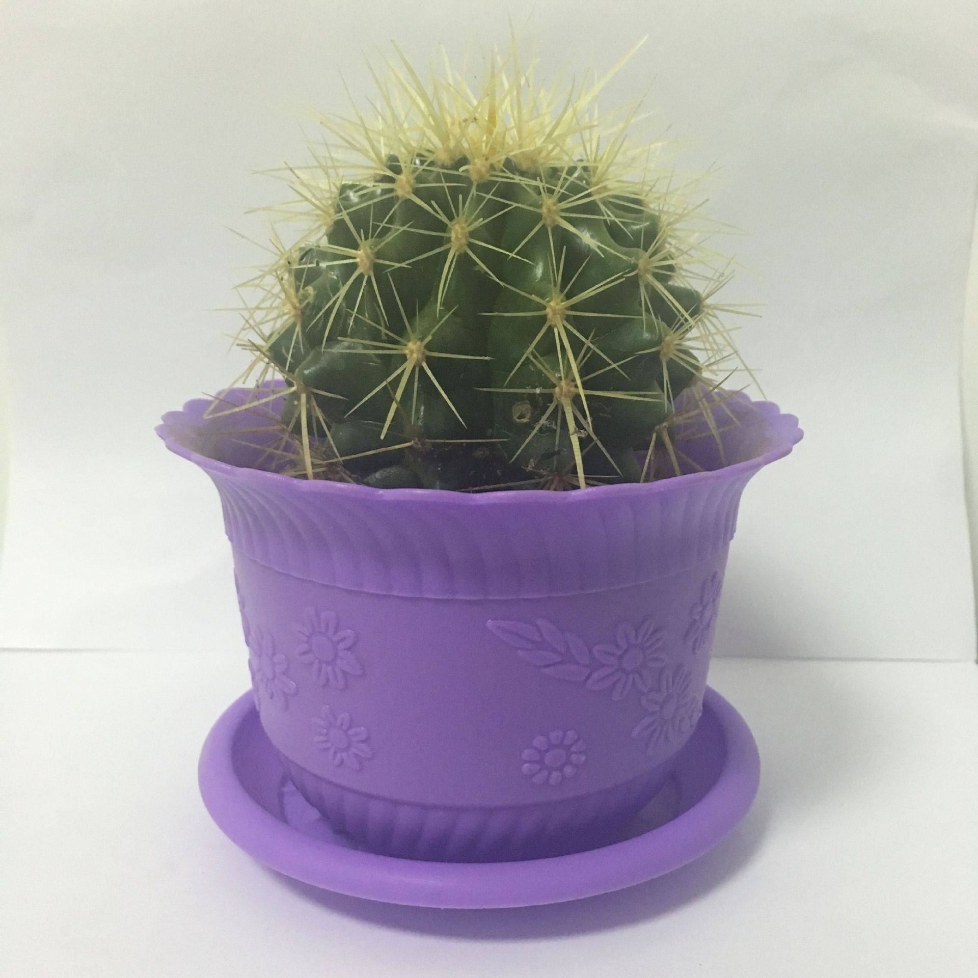 包邮金冠金琥仙人球办公室绿植盆栽开花防辐射卧室仙人掌多肉植物