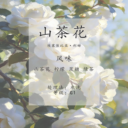 埃塞俄比亚  G1水洗 山茶花咖啡豆 挂耳咖啡 高品质 新鲜现烘