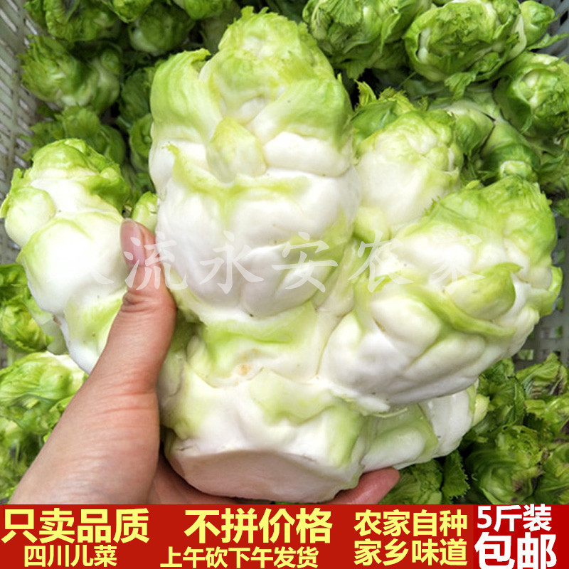 四川抱儿菜新鲜娃娃菜现摘现发