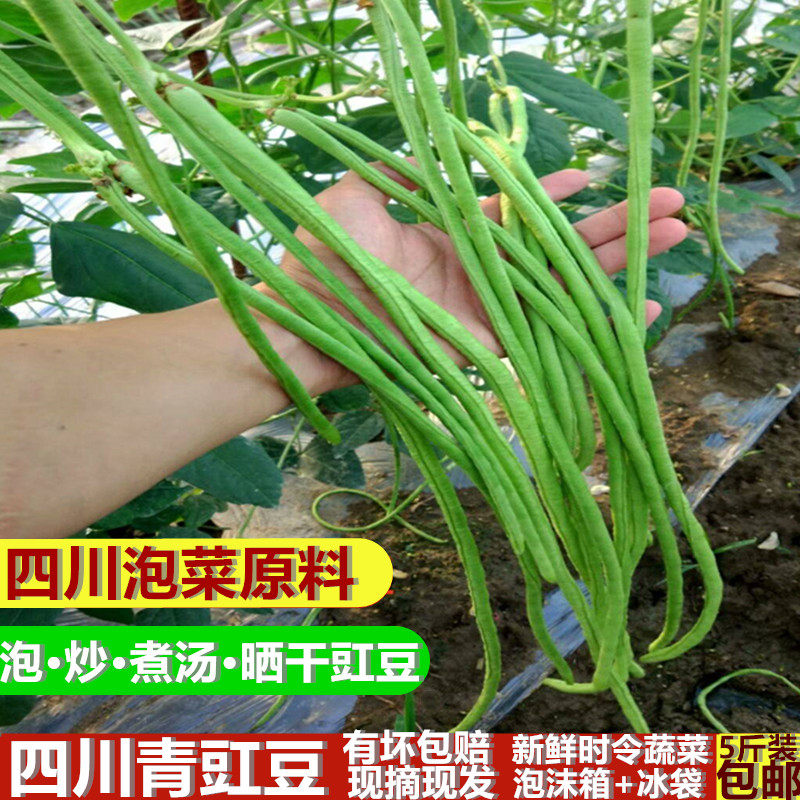 四川现摘青豇豆新鲜细长线豆角农家时令蔬菜姜豆泡酸豇豆泡菜原料