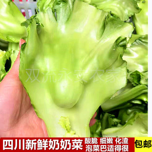 四川泡青菜新鲜奶奶菜青包包青菜瘤子菜时令蔬菜泡菜原料菜梗