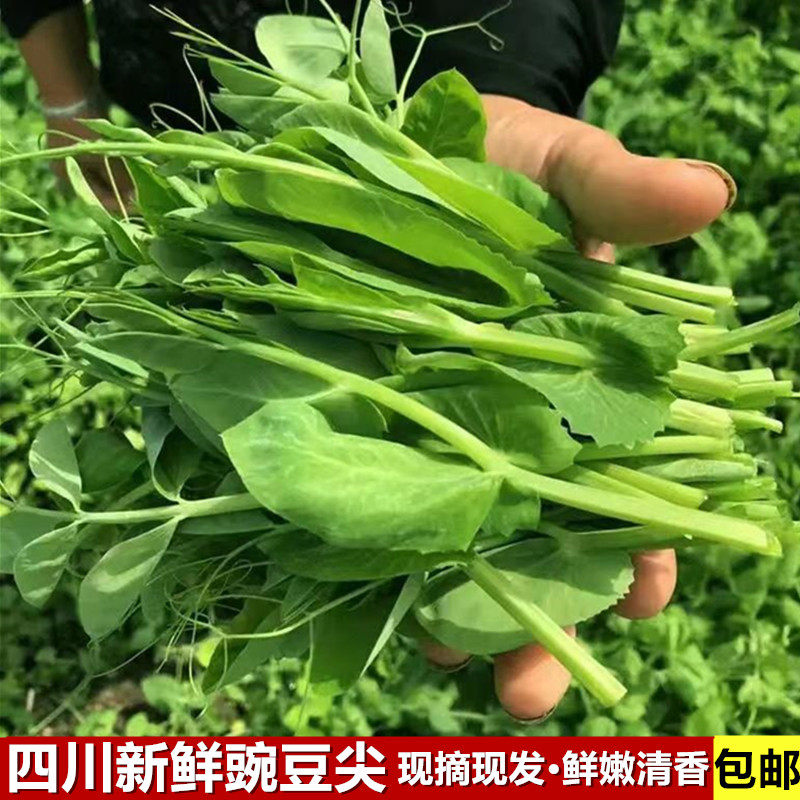 四川豌豆尖新鲜豌豆苗现摘嫩尖时令蔬菜龙须菜煮汤涮火锅清香细嫩,水产肉类/新鲜蔬果/熟食,其它,淘宝优惠券,粉丝福利购,淘宝优惠卷