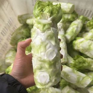 四川儿菜主干新鲜蔬菜娃娃菜母子抱儿菜坨坨菜只发主干餐饮供应