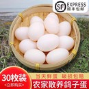 顺丰 新鲜鸽子蛋正品 杂粮喂养新鲜鸽蛋农家散养白鸽蛋30枚个装 包邮
