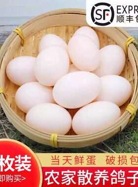 顺丰包邮正品散养30枚个装白鸽蛋