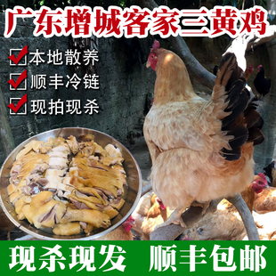 广东正宗三黄鸡土鸡农家散养新鲜走地鸡全鸡整只活鸡现杀整鸡