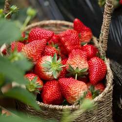 【亏钱冲量】长丰草莓红颜奶油草莓新鲜现摘孕妇九九牛奶草莓水果