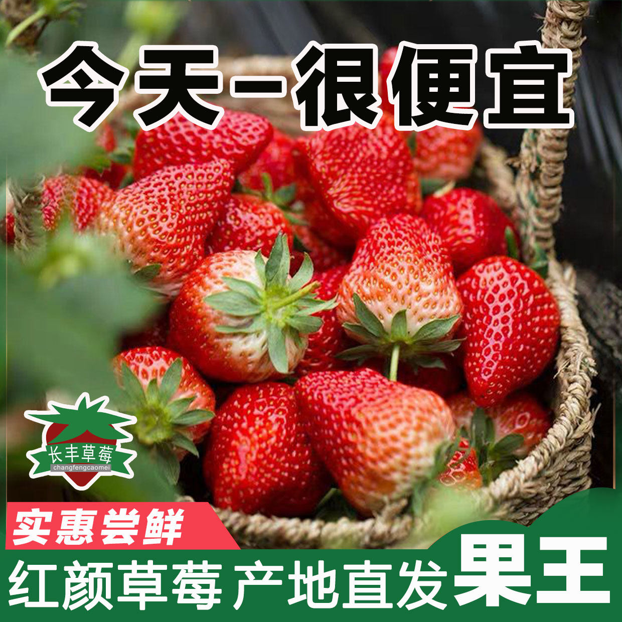 【亏钱冲量】长丰草莓红颜奶油草莓新鲜现摘孕妇九九牛奶草莓水果