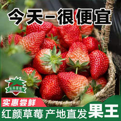 【亏钱冲量】长丰草莓红颜奶油草莓新鲜现摘孕妇九九牛奶草莓水果