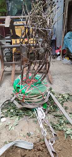 菏泽曹州牡丹观赏大升值古树花王