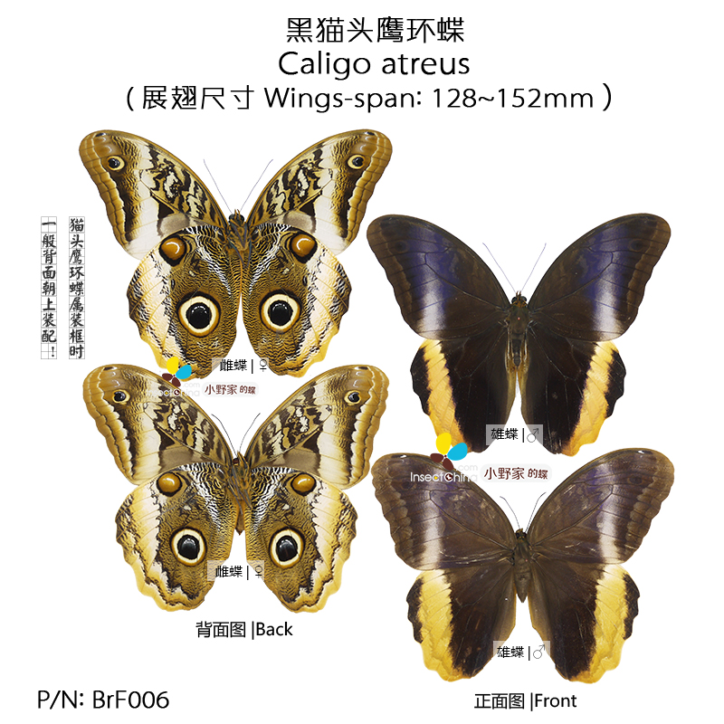 雌雄黑猫头鹰环蝶Caligo atreus  干制真蝴蝶标本新品热销|ruв категории Домашний быт, декоративная живопись, образец типа декоративная живопись - от Buy2taobao.com для оказания профессиональной услуги покупки агента Taobao