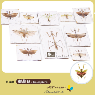 【螳螂目】丽眼斑螳棕污斑螳枯叶大刀螳螂标本进口昆虫标本已整姿