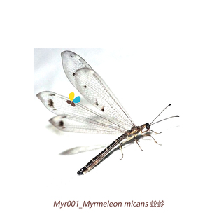 60mm 蚁蛉Myrmeleon micans S型50 中国