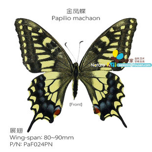 金凤蝶Papilio 90mm中国产地S型 展翅80 machaon