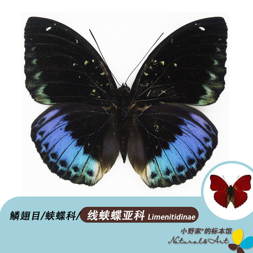 小野家蛱蝶科血漪蛱蝶真蝴蝶标本