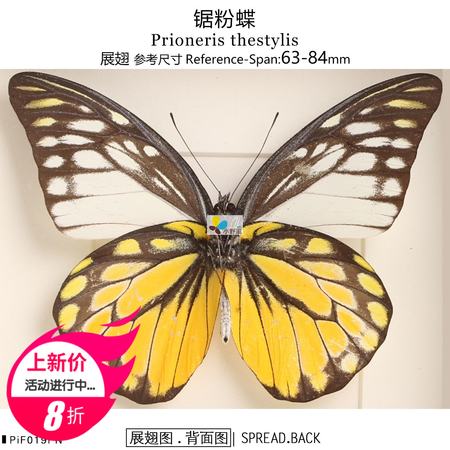 锯粉蝶prioneris thestylis 63-84mm中国