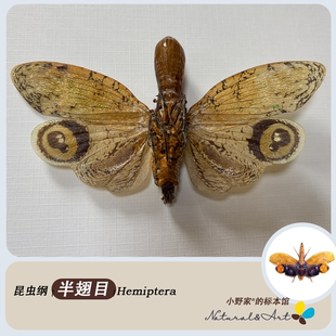昆虫纲【半翅目】蝉蟪蛄知了螳螂昆虫标本半翅目昆虫科普展览