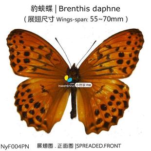 S型中国 77mm daphne展翅55 豹蛱蝶Brenthis