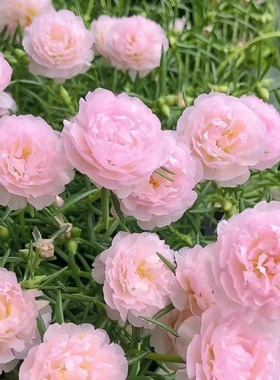 重瓣太阳花苗盆栽阳台庭院好养绿植花卉四季开带根带花苞宿根大花