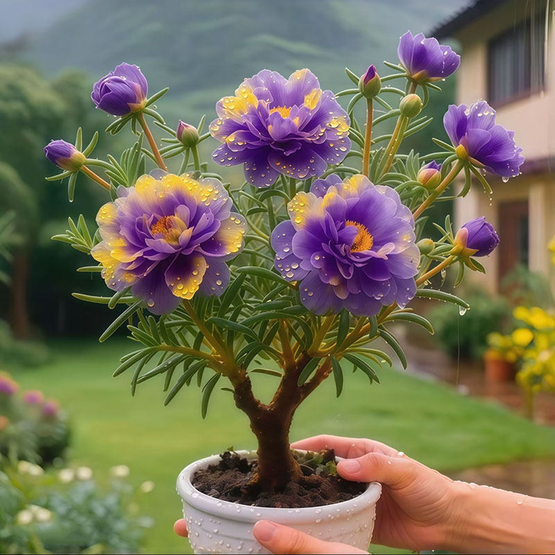 花卉甄选老桩太阳花重瓣太阳花当年开花宿根耐寒好养阳台和庭院