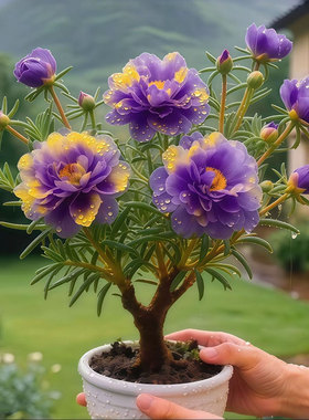 花卉甄选老桩太阳花重瓣太阳花当年开花宿根耐寒好养阳台和庭院