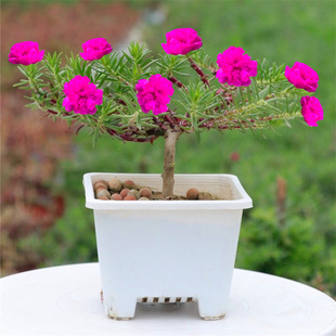 宿根太阳花老桩重瓣老苗多年生牡丹玫红王老桩太阳花带根桃子花苞