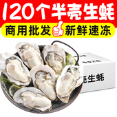 120个冻半壳生蚝烧烤食材海鲜大咖半壳牡蛎日料酒店配菜商用