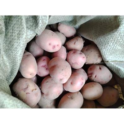 云南红皮黄心农家自种小土豆高山马铃薯新鲜蔬菜洋芋包邮