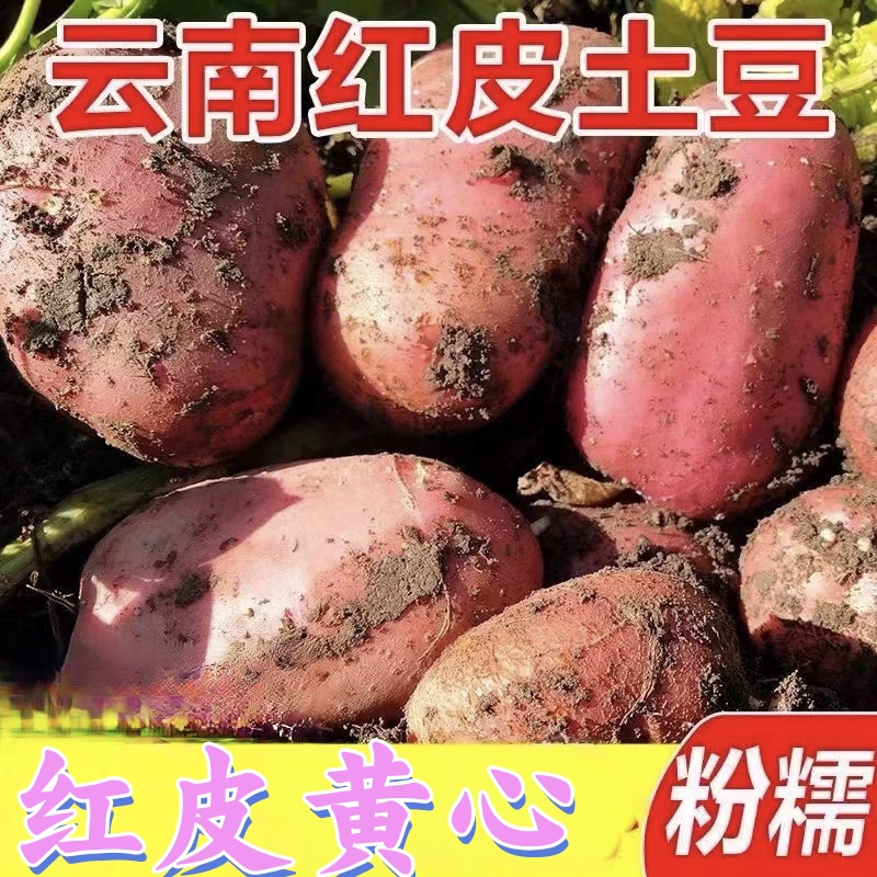 2025年新鲜云南红皮土豆3斤/5斤 /9斤高原红皮黄心洋芋土豆