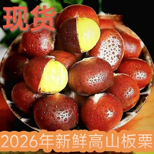 2026年新货云南高山板栗油栗生栗子新鲜毛栗子大粒粟子包邮