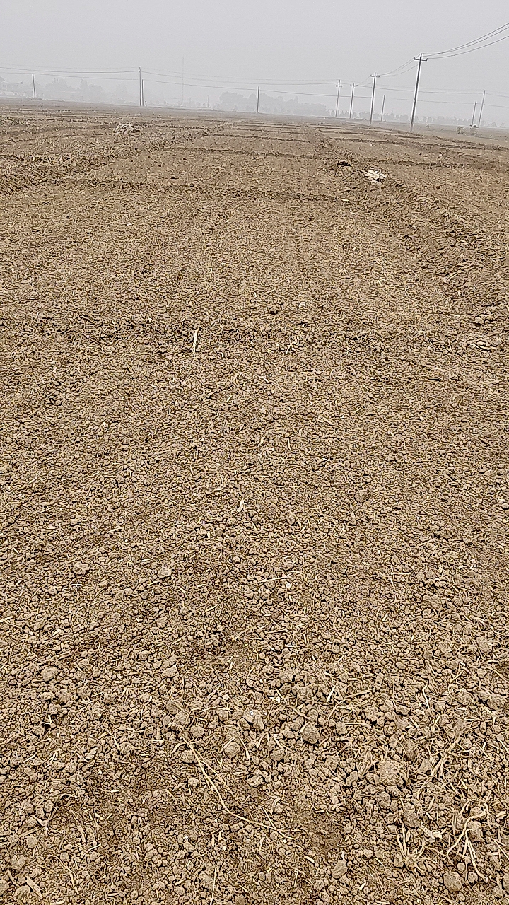 黑土现挖种花种菜优质生根土壤