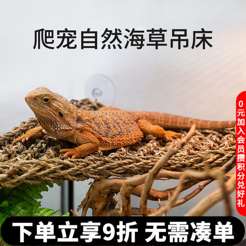 reptizoo变色龙爬宠蜥蜴守宫攀爬