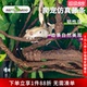 Reptizoo树栖攀爬仿真藤条树叶装 饰植物树藤蜥蜴守宫变色龙树蛙蛇