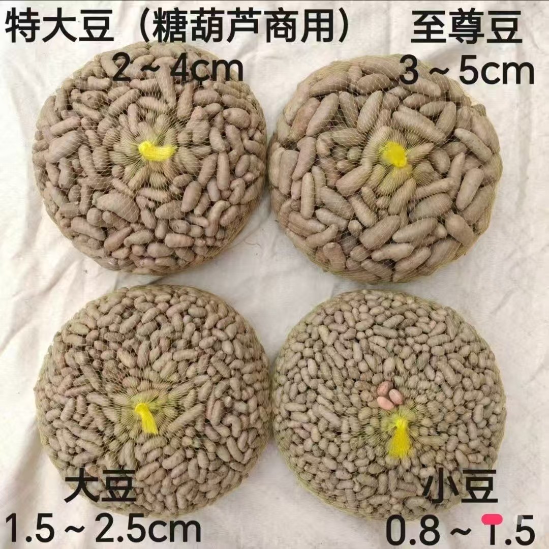 王氏小白嘴山药豆比铁棍铁杆山药山药及其制品